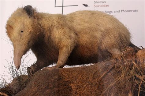 The World's 10 Most Venomous Mammals - A-Z Animals