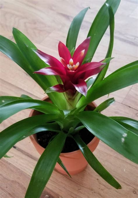 Bromeliad Flower [Blooming Tips, Meanings, & Uses]