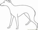 Greyhound Large Dog Coloring Page For Kids  Free Printable sketch template