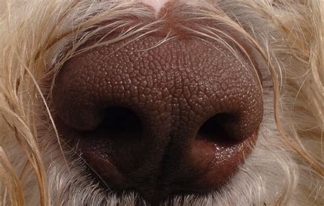 Cute dog nose. | Animal noses, Dog nose, Cute dogs