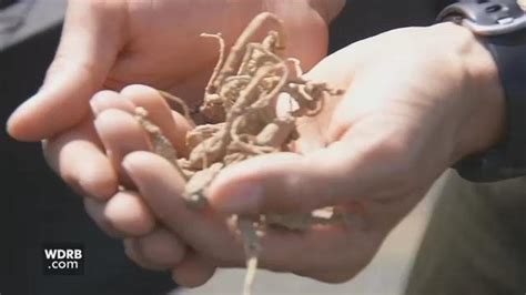 Indiana DNR officials cracking down on illegal ginseng harvesting - WDRB 41 Louisville News