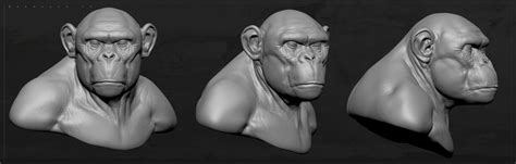 02 Primate Anatomy - Sculpting the Chimpanzee