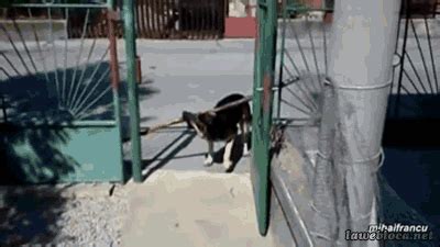 animal funny gif | WiffleGif