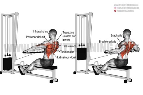 Wide-grip cable row exercise instructions and video | weighttraining.guide