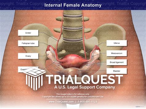 Internal Female Anatomy Superior View - TrialQuest Inc.