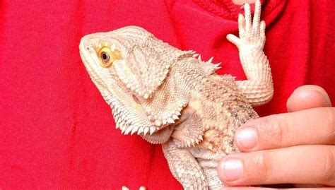 10 Reasons Why Reptiles Make Great Pets – Nayturr