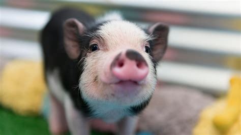 Ask the Expert: Kosher Pig | My Jewish Learning