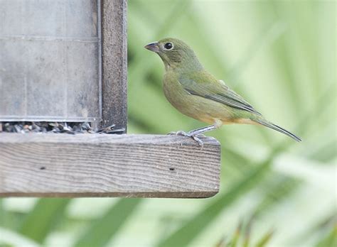 Christmas Day Bird Feeder - A Greenie Painted Bunting | Flickr