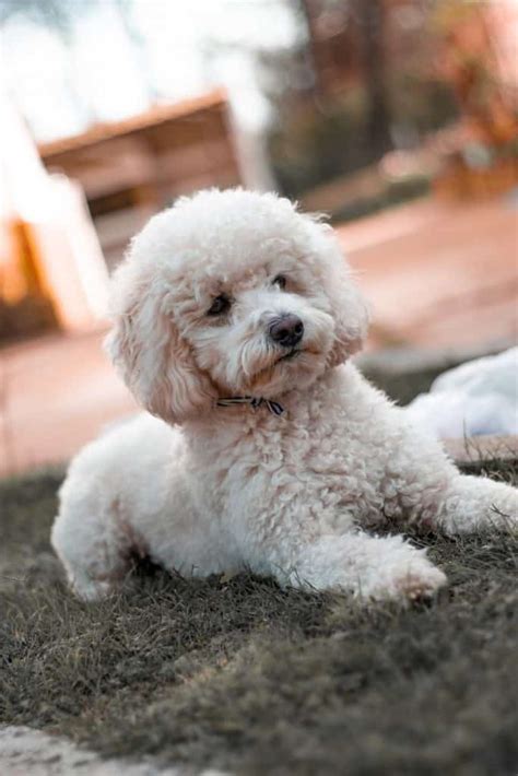 What Is The Smallest Poodle Toy Or Miniature