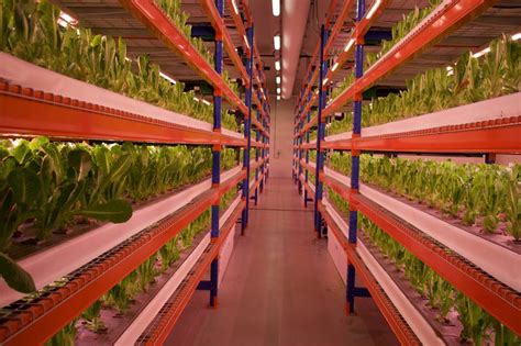 The World's Biggest Vertical Farm Just Opened in Dubai