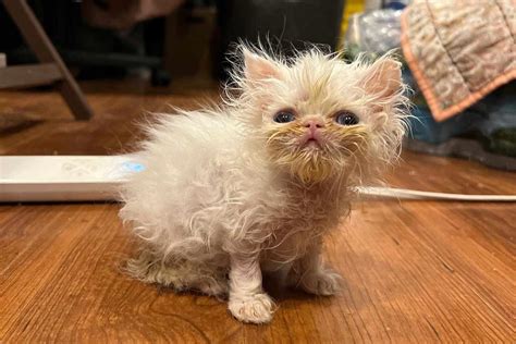 Meet Wisp, the ‘Scrungly’ Persian Kitten Who's Made TikTok Fall in Love ...