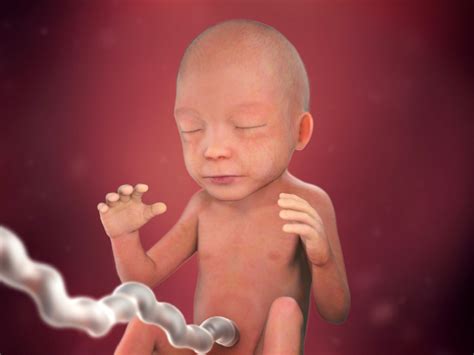 Inside pregnancy: weeks 21-27 (Video) | BabyCentre