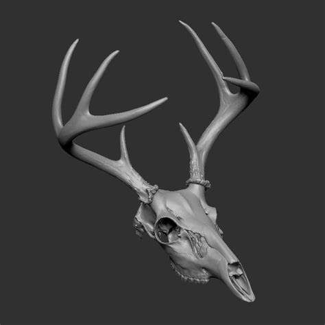 Deer Skull Skull 3D Printing STL File Max3d Model Material - Etsy