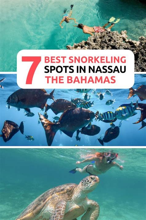 Best snorkeling in Nassau! Find out where the best Nassau Snorkeling ...