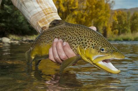 Colorado River Fly Fishing Report, Tips, & Information by Pat Dorsey