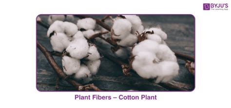 Plant Fibers (Cotton & Jute) - Definition, List & Examples with Videos