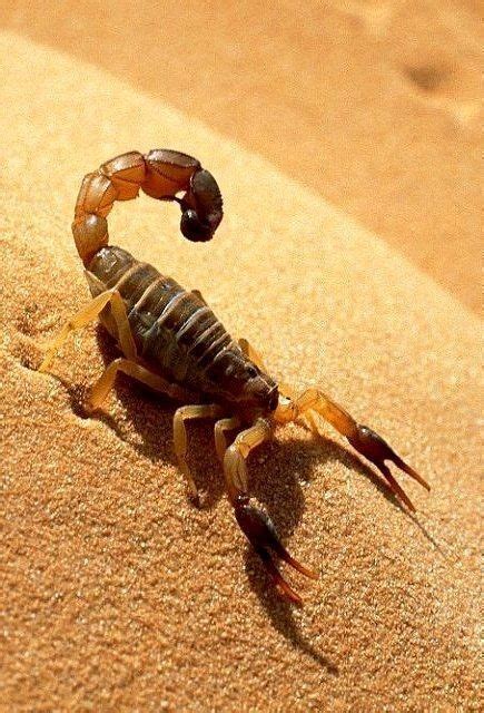 Desert Scorpion | Desert animals, Scorpion, Animal tattoos