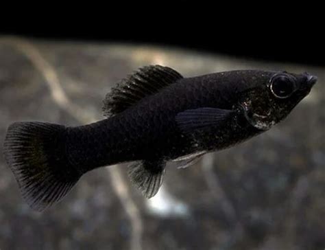 Black Molly Fishes at Rs 15/piece | Black Molly Fish in Kolkata | ID ...