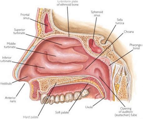 Struktur Hidung – Materi.Co.ID