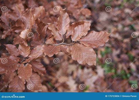 Fagus sylvatica leaves stock photo. Image of environment - 175723856