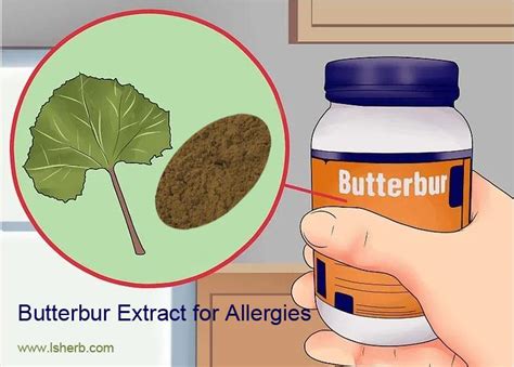 High Quality Butterbur Extract for Allergies - Industry Knowledge ...