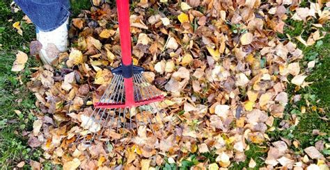 composting leaves and twigs Composting, Twig, Garden Tools, Leaves, Yard Tools