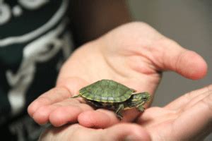 How to Take Care of Baby Turtles (Simple Beginners Guide) – TurtleOwner.com