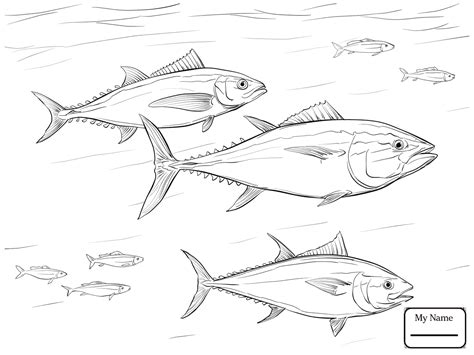 Tuna Fish Drawing at GetDrawings | Free download