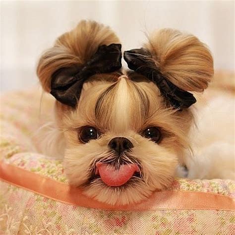 Cute Yorkie with Bow