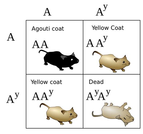 KIT – embryonic lethality – Principles of Biology