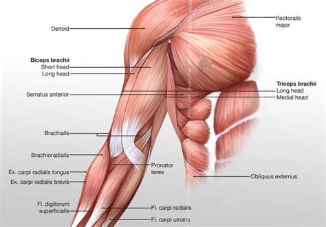 Arm Anterior Muscles 3D Illustration labeled.