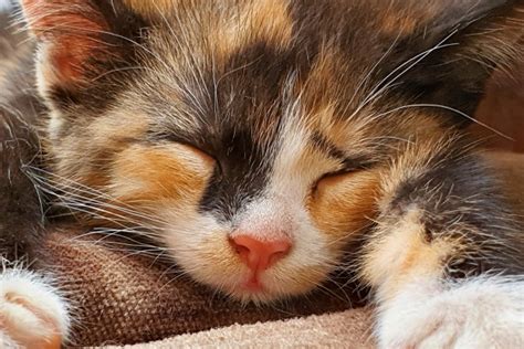 Sleeping Kitten Free Stock Photo - Public Domain Pictures