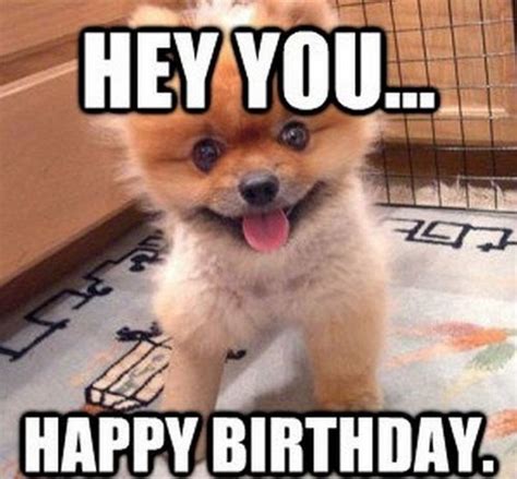 101 Funny Happy Birthday Dog Memes for Paw Lovers Everywhere | Funny ...