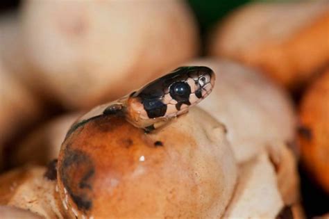 Do all snakes lay eggs? How do they lay eggs? - Petsyclopedia News