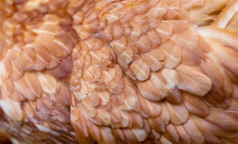 Scientists in Singapore discover unexpected new use for chicken feathers: 'Our latest ...