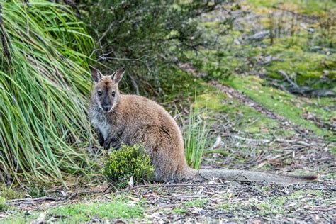 Best Places to See Wildlife in Tasmania - Happiest Outdoors