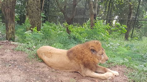 lion safari park trivandrum