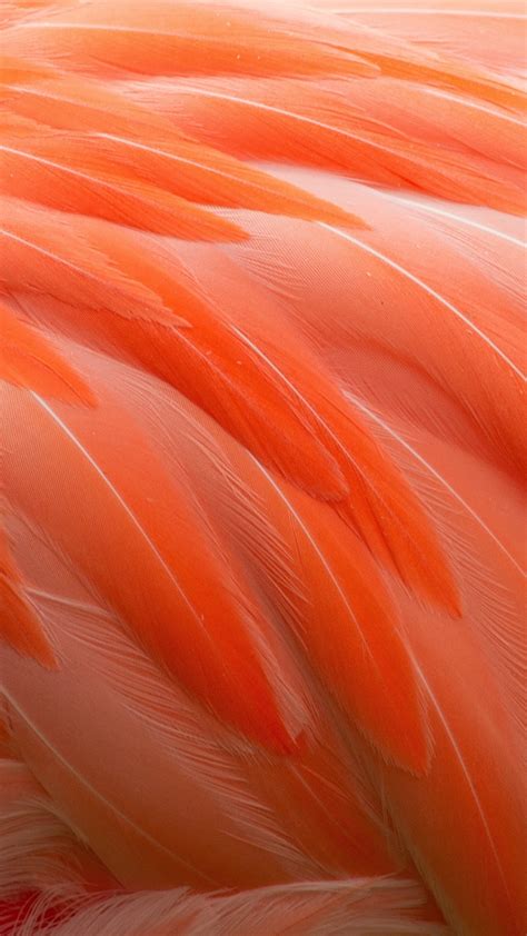 Wallpaper Flamingo Orange Macro Feathers 1080x1920