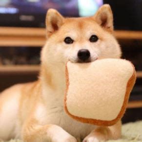 Best Dog Food For Shiba Inu | Shiba Inu Dog | Shiba Inu Food