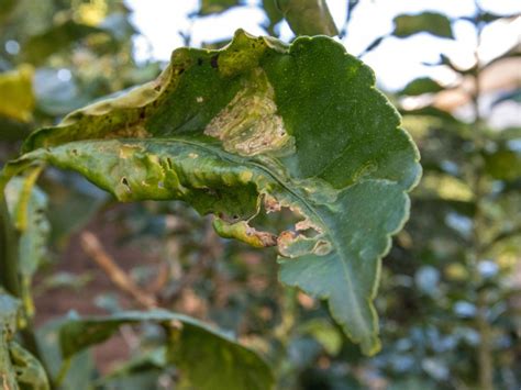 Citrus Leaves Are Curling - What Causes Citrus Leaf Curl