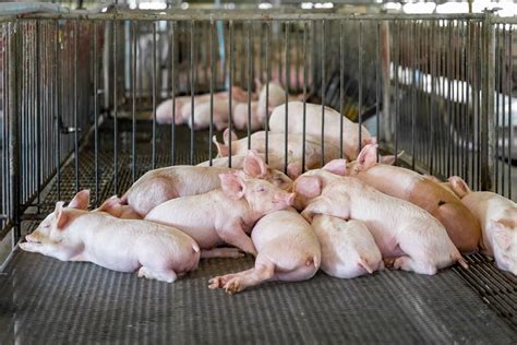 31 largest pig farms account for 15% of pig production worldwide | Large Scale Agriculture