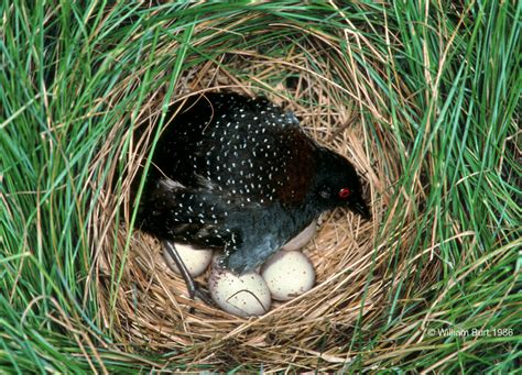 William Burt-Photographer of Rare and Elusive Marsh Birds