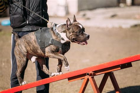 Dog American Staffordshire Terrier on Training Outdoor Stock Photo - Image of domestic, pedigree ...