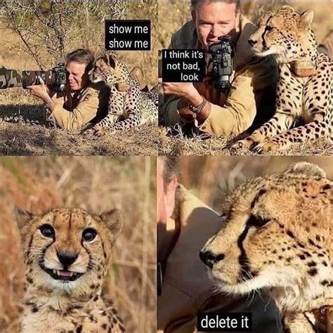 The best Cheetah memes :) Memedroid