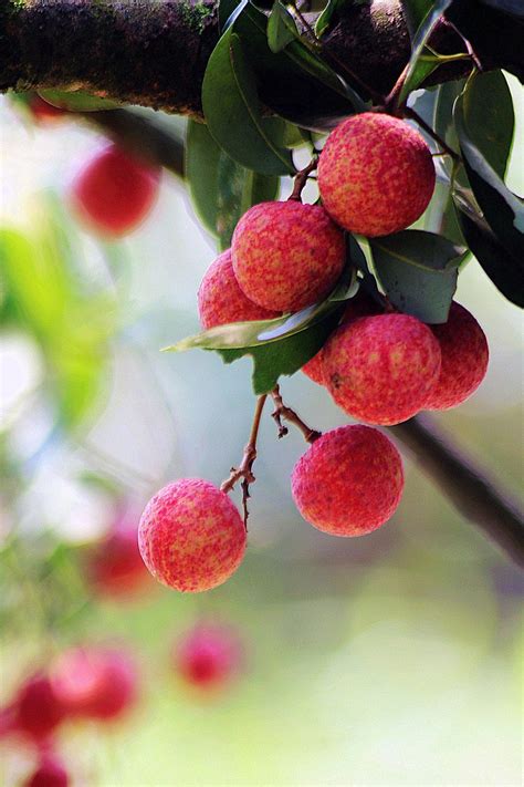 Chinese Fresh Lychee - China Lychee and Lichee