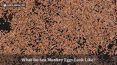 What Do Sea Monkey Eggs Look Like? (9 Important Facts) 2024