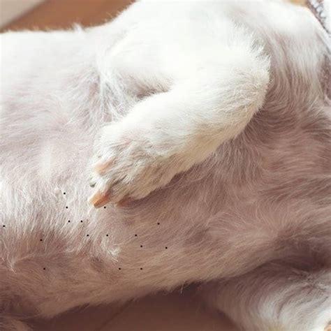 Is It Ok To Pop My Dogs Pimples? A Guide To Canine Skin Care