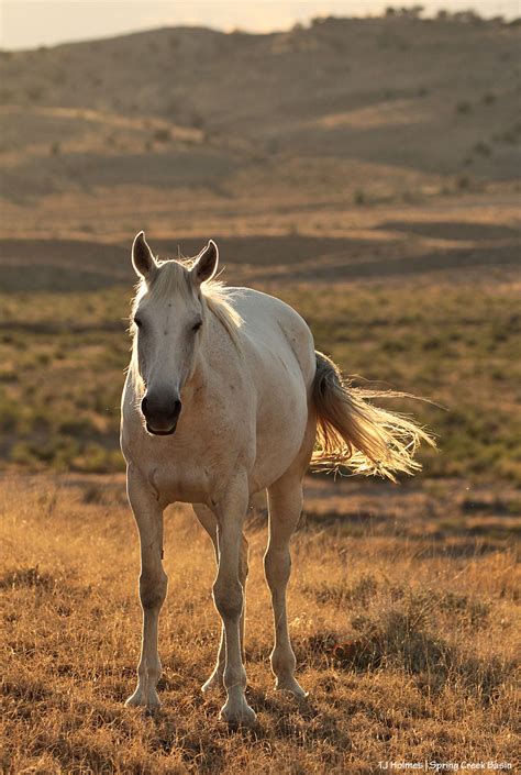 Spring Creek Basin Mustangs | Tracking the Wild Horses of Spring Creek Basin | Page 4