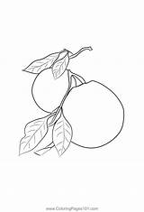 Oranges 1 Coloring Page For Kids  Free Orange Printable Pages sketch template