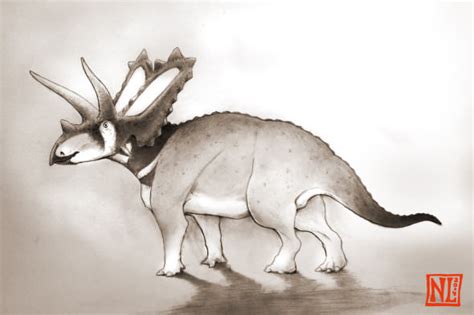 Two new species of horned dinosaurs discovered from museum fossils ...